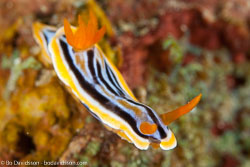 BD-110315-Puerto-Galera-3667-Chromodoris-magnifica-(Quoy---Gaimard.-1832)-[Magnificent-chromodoris].jpg